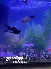  8 حوض سمك جاهز كامل ... اقرا الوصف