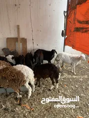  4 كباشة مطعومات