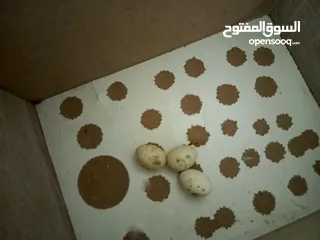  6 كوكتيل و حب