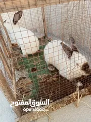 5 جوز ارانب كلفورني شغالات