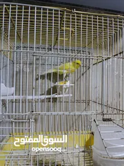  6 طيور كنار.