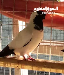  14 حمام نخب الماني جواز وفردات