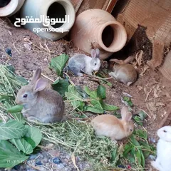  1 ارانب عدد 11 + حبش هولندي عدد 4