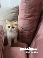  6 قطط سكوتش اهالي مسجله