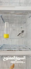 12 طيور كناري ذكور واناث وازواج تغريد قوي ونظافة