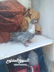  17 جوزين شغالاات وفحلين طيور حمام