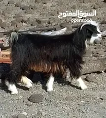  1 للبيع أقراء الوصف