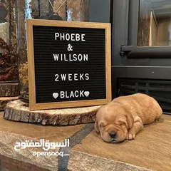  27 جولدن ريتريفر بريطاني آصلي  Golden retriever pure اعلى مستوى في الشرق الاوسط