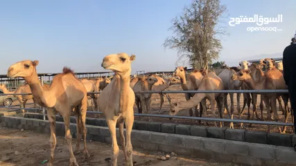  2 تعلن مزرعه قرن الكبش عن وصول دفعه جديده من حشوان الجنوب فرع بركاء