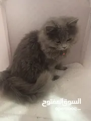  3 للبيع.. جميع أغراضها معها ومطعمة جميع المطاعيم