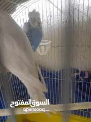  3 جوز حب الذكر هوقو رومو والانثى البينو  السعر 15بدون قفص   عمان شارع مكه
