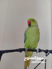  15 ببغاء درارة هندي ذكر كوكو عمر سنتين مطوق اليف جدا ما بعض نهائي لعوب بحب الاطفال