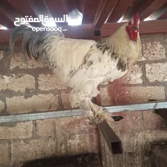  1 2فراريج براهما للبيع