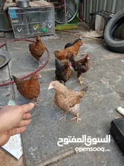  1 دجاج عرب مخاليف