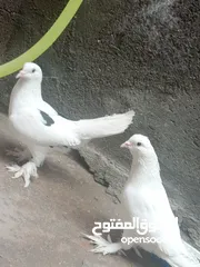  3 سلام عليكم حمام زينه وصف