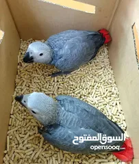  1 African Grey Parrot( Congo)