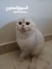  10 قط سكوتش فولد للتزاوج
