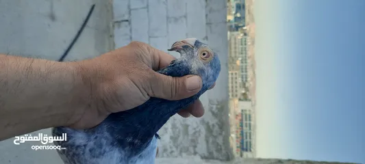  4 فحل وفراخ وطيره شغاله