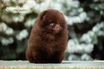  4 Pomeranian   Samoyed    Giant Malamute
