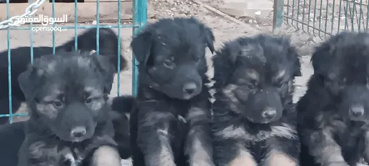  1 German Shepherd pups