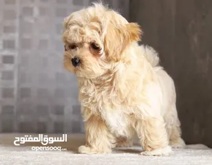  10 Maltipoo  جراء مالتيبو