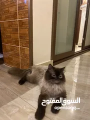  2 قط هملايا للبيع