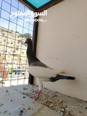  10 15 طير مخلف 4 يهودي رقبه شبر 4 مزههورات 4 نوري  1مخلف سلفر يهوديات نخب رقبه شبر 12 جوز يهودي