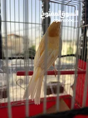  1 ذكر كنار مثل النار ما شاء الله