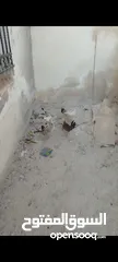  5 جاج بلدي للبيع