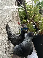  3 حمام للبيع
