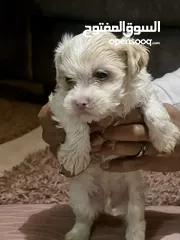  1 Pitbull and Maltese dog for sale