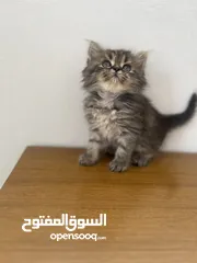  2 قطط شيرازي