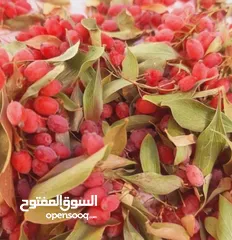  5 بيع الزرشک الإيراني عالي الجودة مباشرة من المنتج