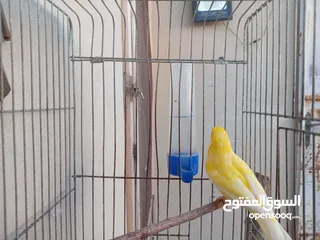  3 فحل كنار ليموني للبيع