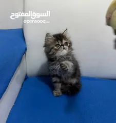  4 قطط kitten  هملايا من ام هملايا وأب بيكي فيس