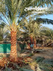  24 Date Palm Trees