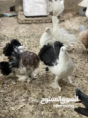  6 حمام شمسي و مدينه