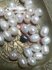  4 لؤلؤ زراعي