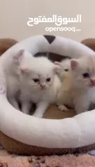  5 Persian kittens