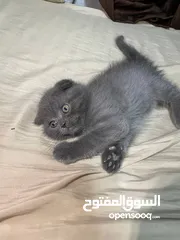  6 قطط بريتش ستريت وفولد للبيع