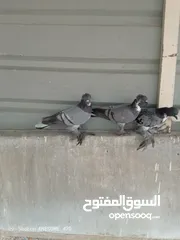  3 متاح جواز حمام شغالين  نجفي تكلجي