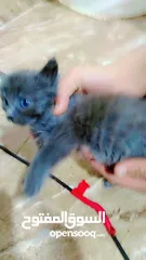  3 كلب بيت بول ذكر للبيع يوجد انثه  مطيعه ....... كلب ذكر روت ويلر