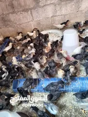  10 صوص بلدي  بناديق بكستاني  صحه ونضافه