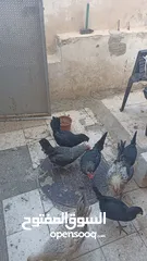  2 8جاجات وديك للبيع