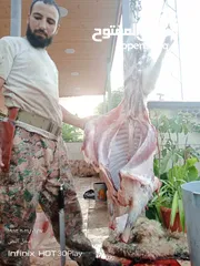  2 ذبح أضاحي عجل بلدي جمل خاروف روماني برازيلي اسباني جزار متنقل