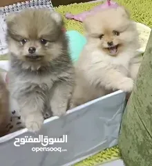  2 جراء بومرناين