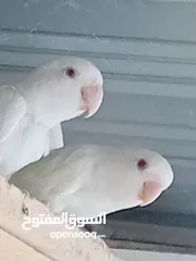  2 مطير روز البينو عين حمره