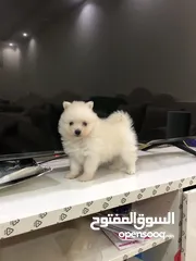  1 كلب بوميريان