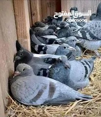  1 زغاليل للبيع تب صحه ونظافه