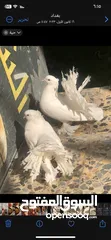  3 زوج طيور زينه نوع هنداويات فحل ونثية مكعكل ومكلش  مع قفص